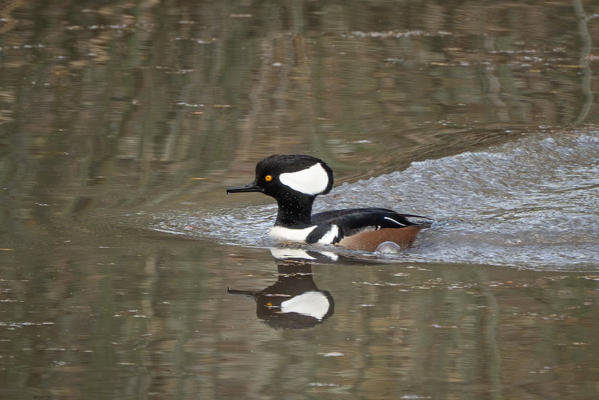 オウギアイサ - ML647729695