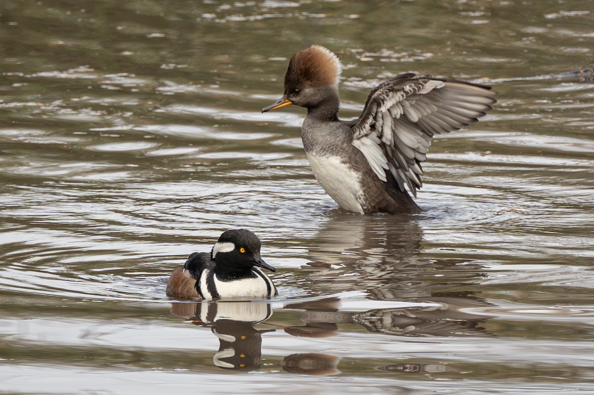 オウギアイサ - ML647729699