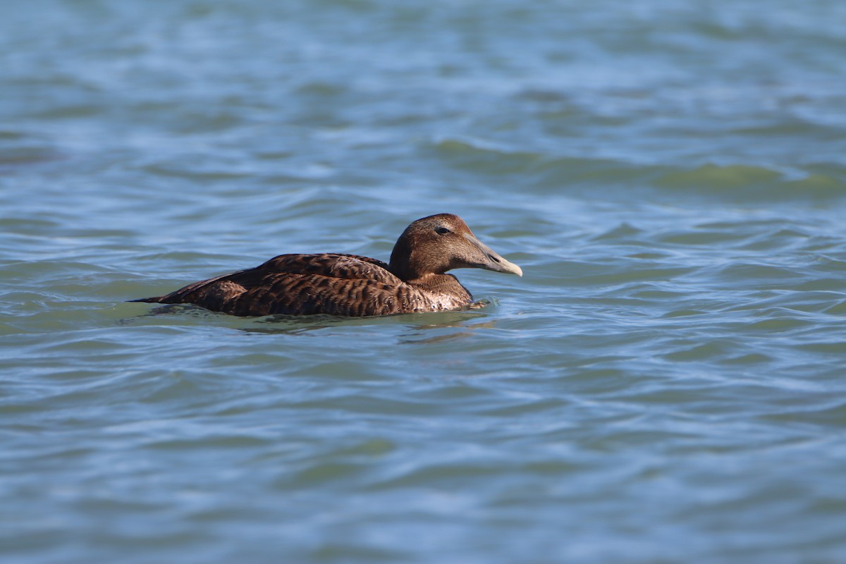 ホンケワタガモ - ML647729703