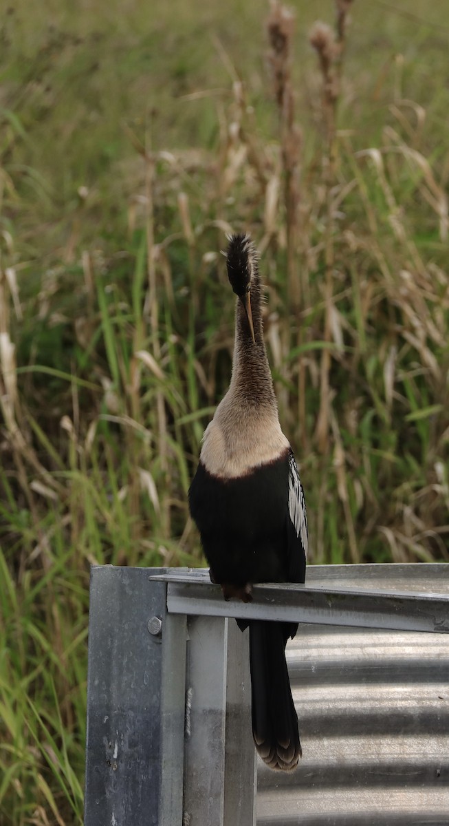 アメリカヘビウ - ML647729704