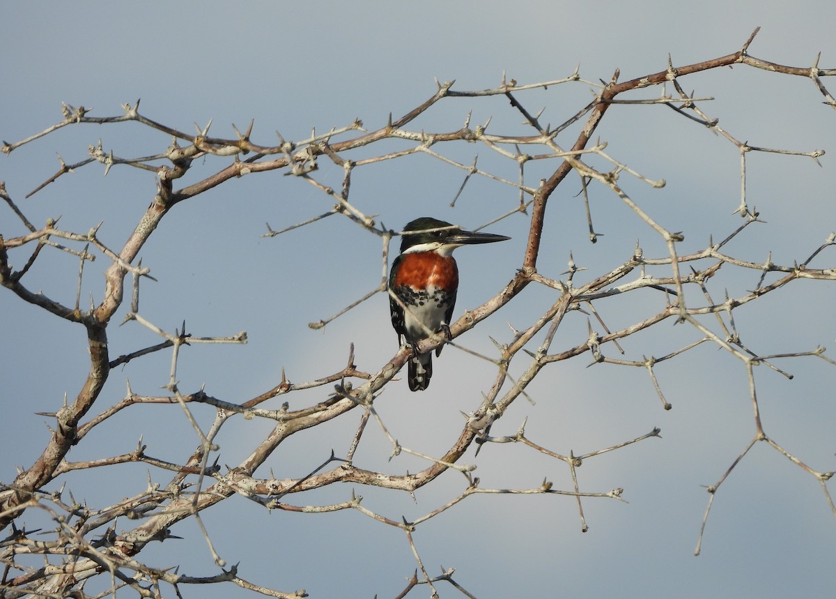 ミドリヤマセミ - ML647729708