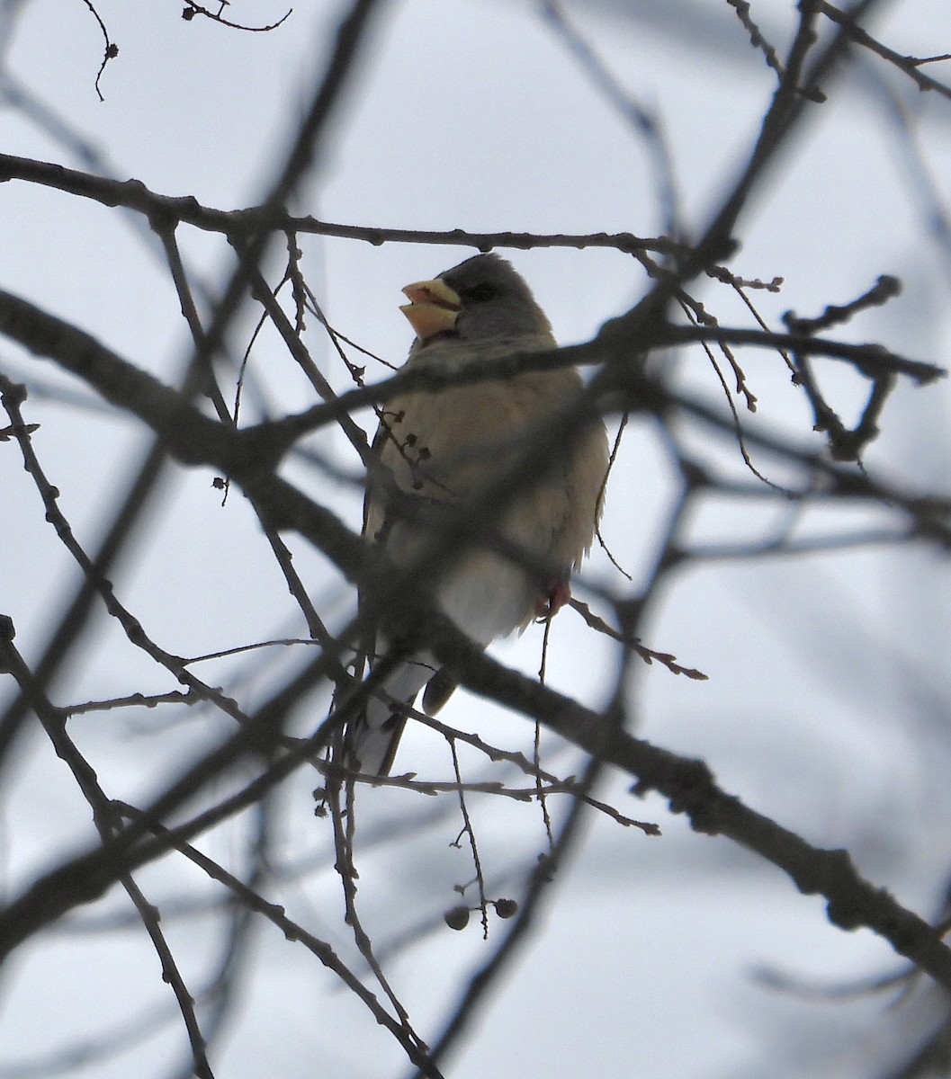 キビタイシメ - ML647729709