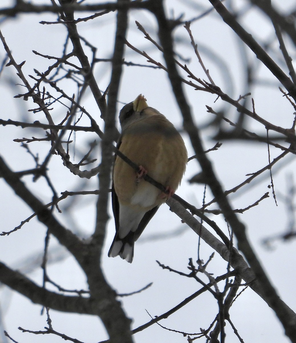 キビタイシメ - ML647729710