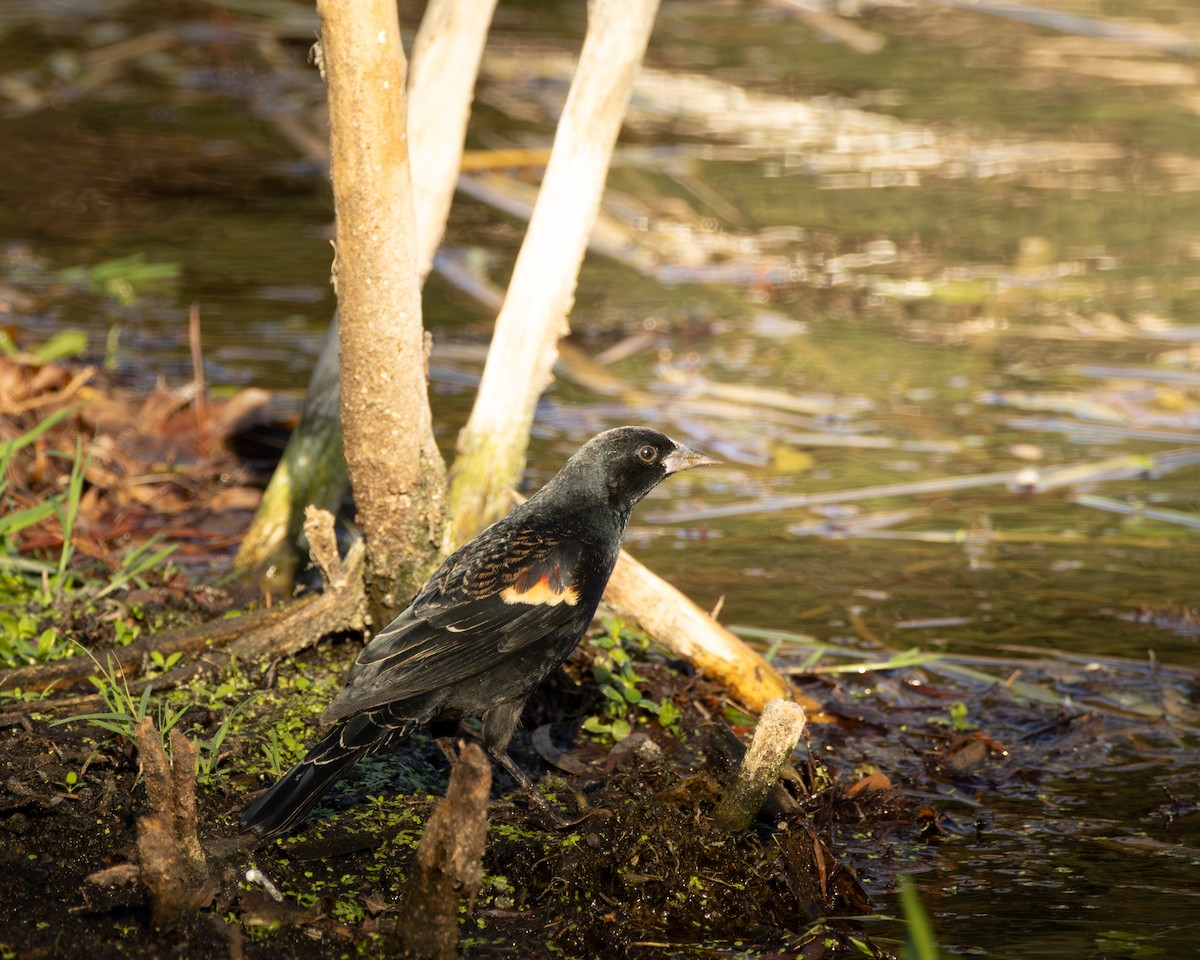 ハゴロモガラス - ML647729715