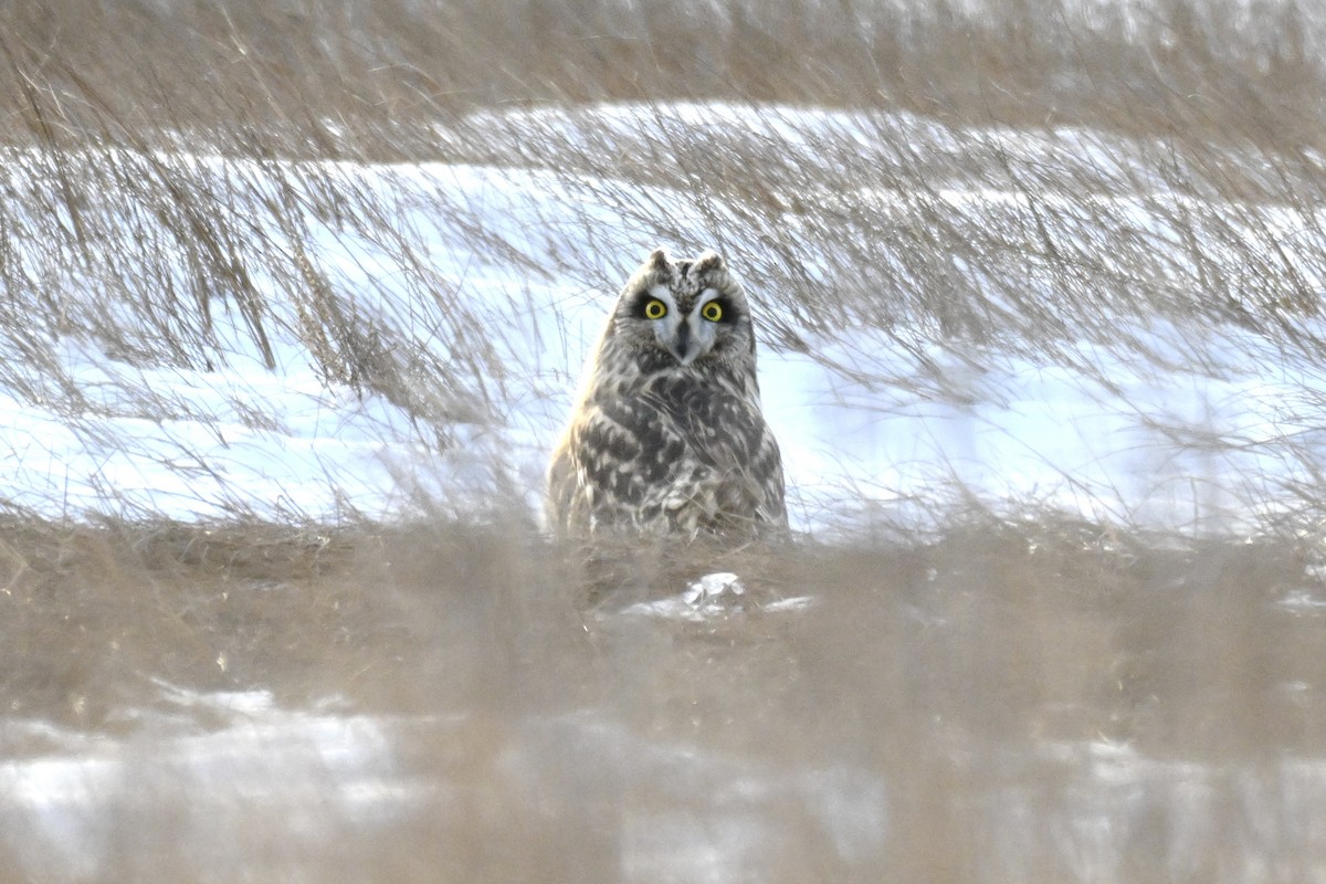 コミミズク - ML647729716