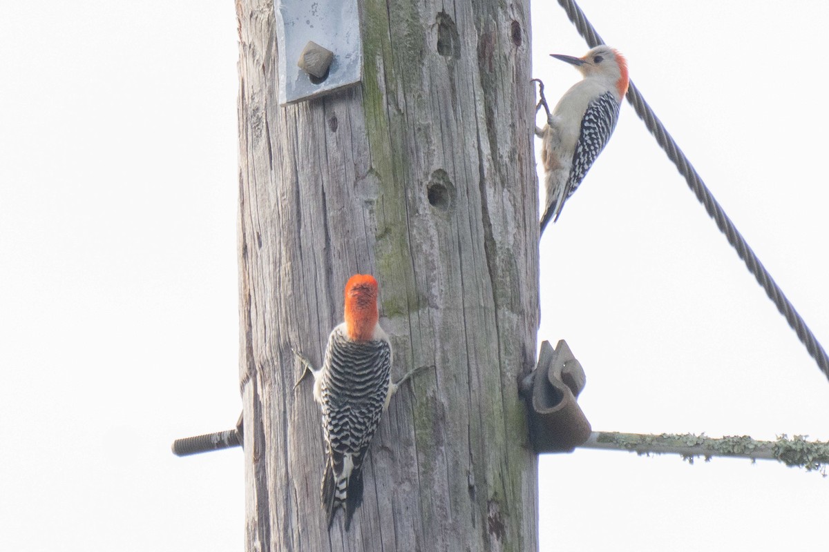 シマセゲラ - ML647729717