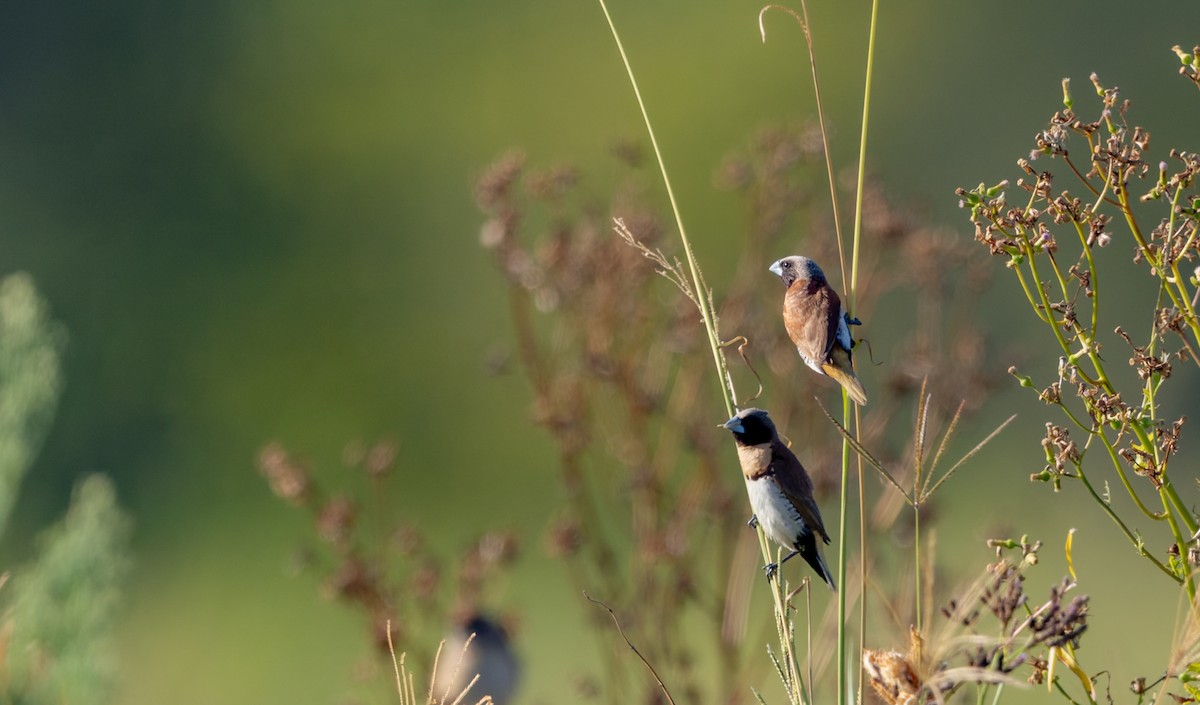 シマコキン - ML647729719