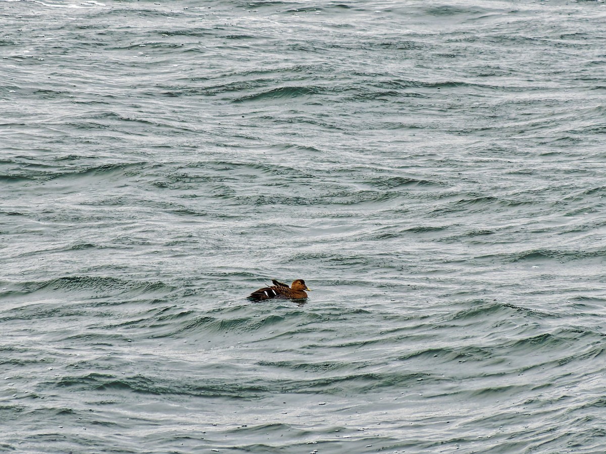 ホンケワタガモ - ML647729720