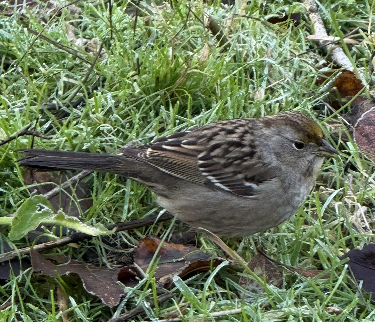 キガシラシトド - ML647729722