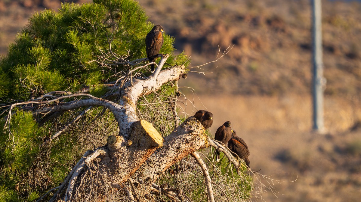 モモアカノスリ - ML647729723