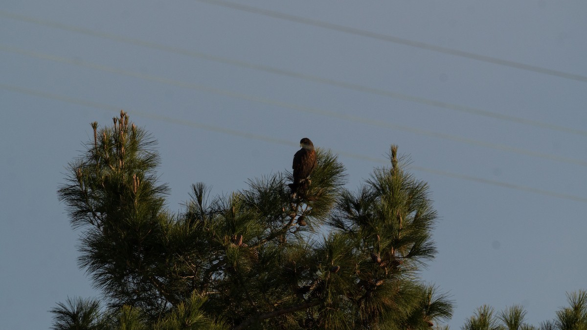 モモアカノスリ - ML647729724