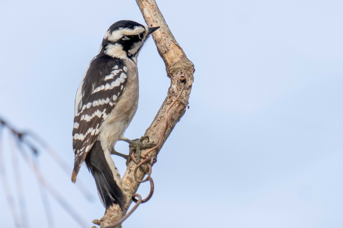 セジロコゲラ - ML647729725