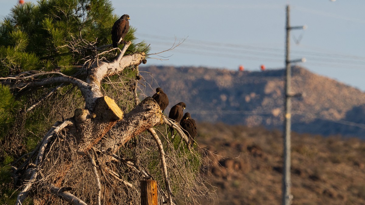 モモアカノスリ - ML647729726