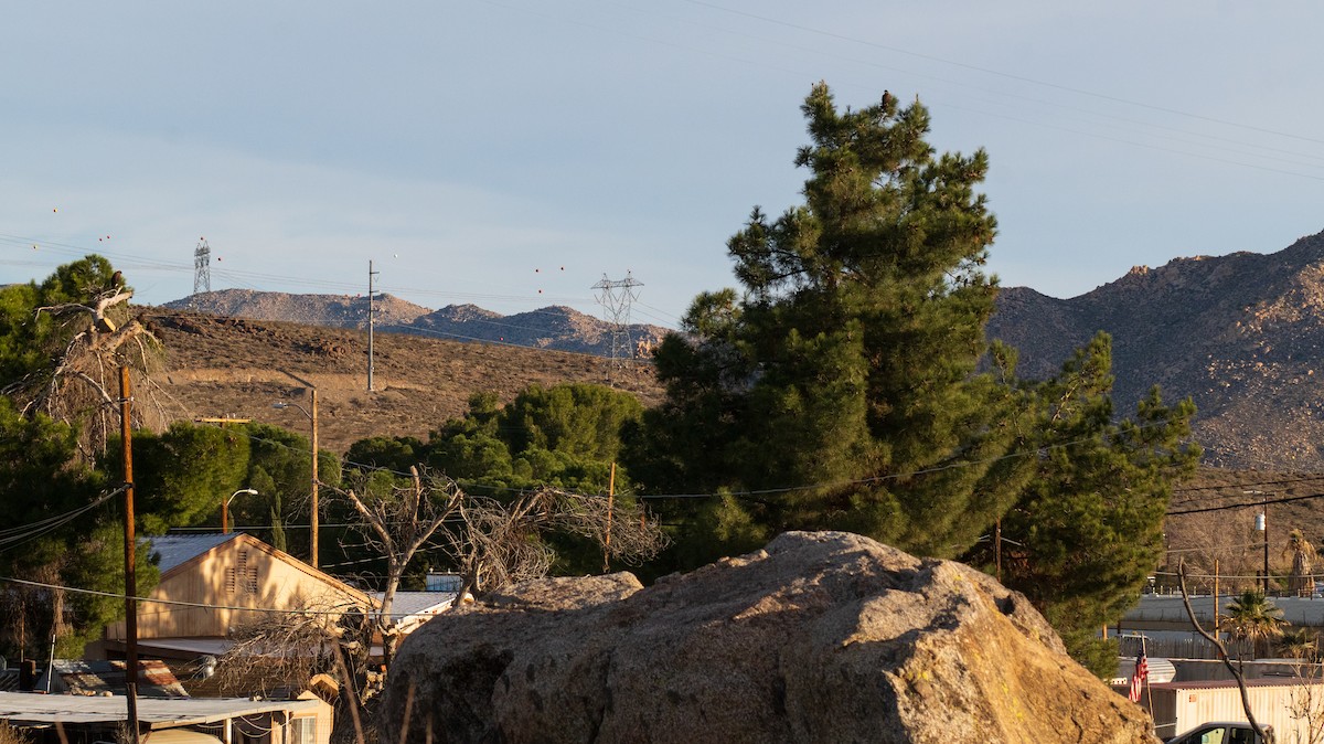 モモアカノスリ - ML647729727