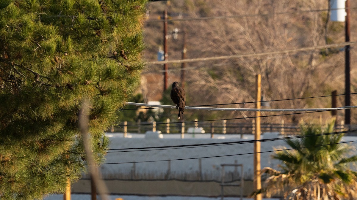 モモアカノスリ - ML647729728