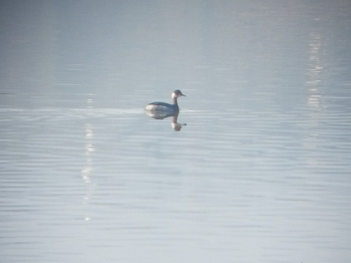 ハジロカイツブリ - ML647729730