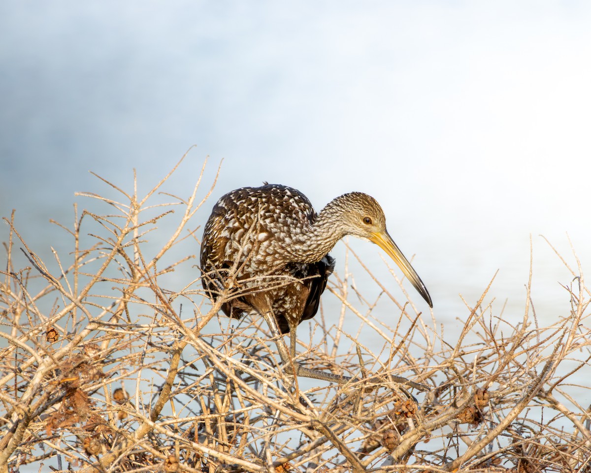 ツルモドキ - ML647729732