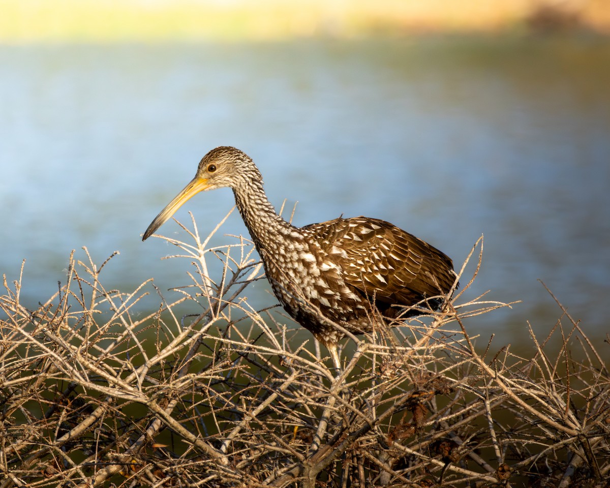 ツルモドキ - ML647729733