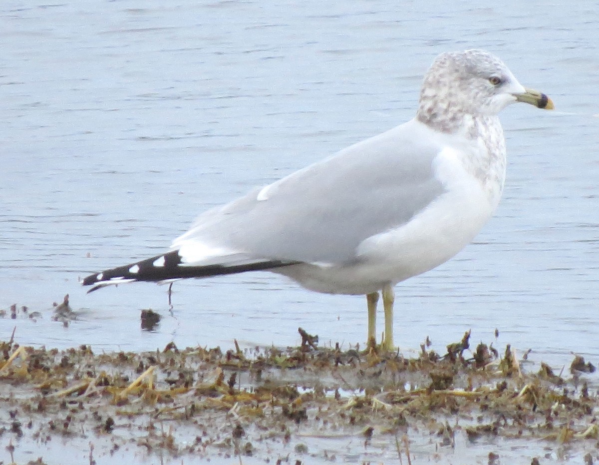 クロワカモメ - ML647729735