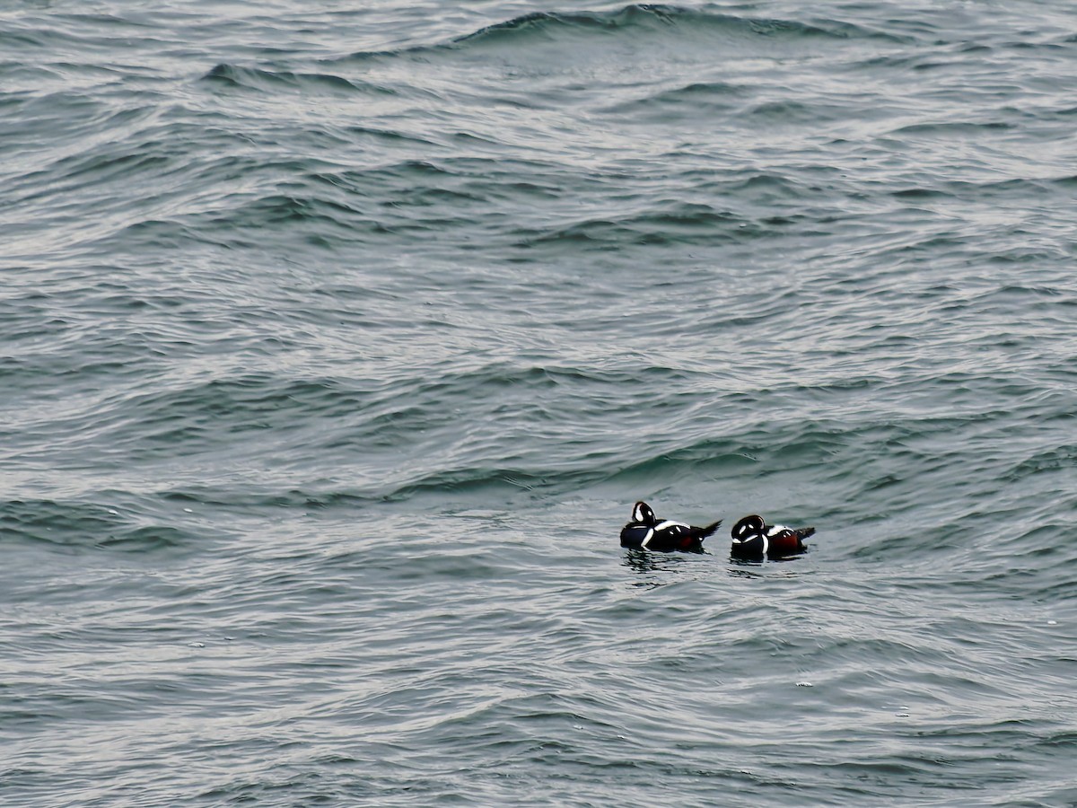 シノリガモ - ML647729745