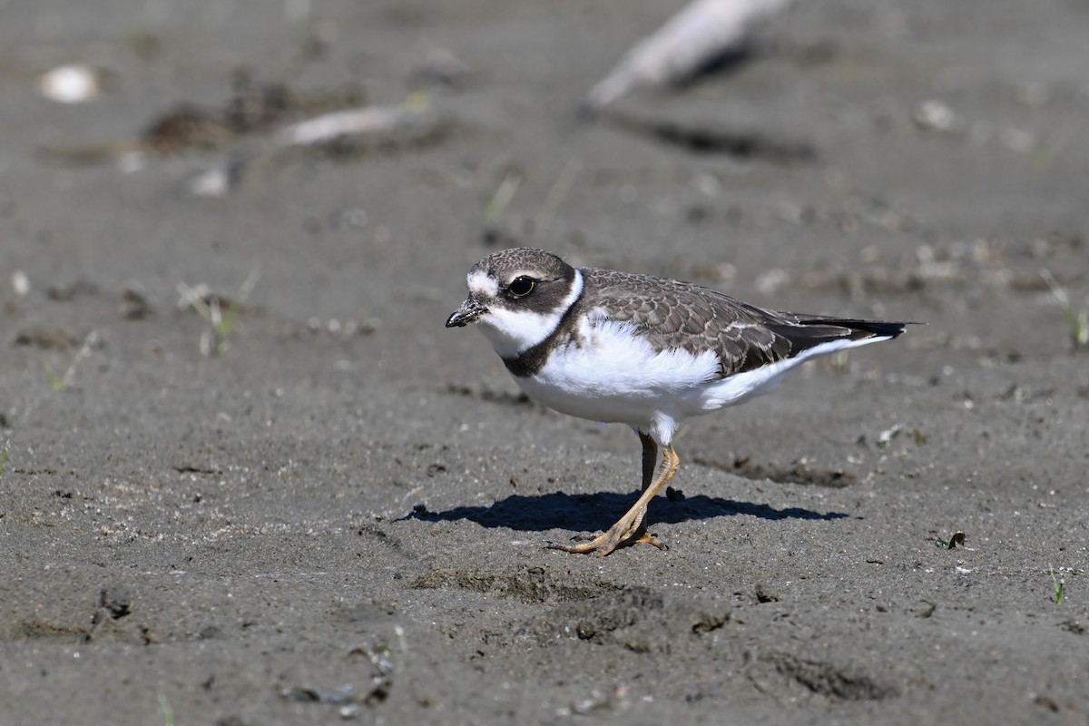 Semipalmated Plover - ML647729770