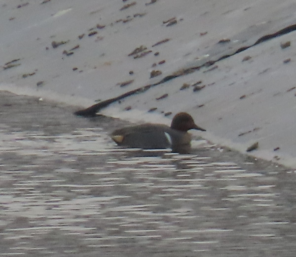 Green-winged Teal - ML647729772