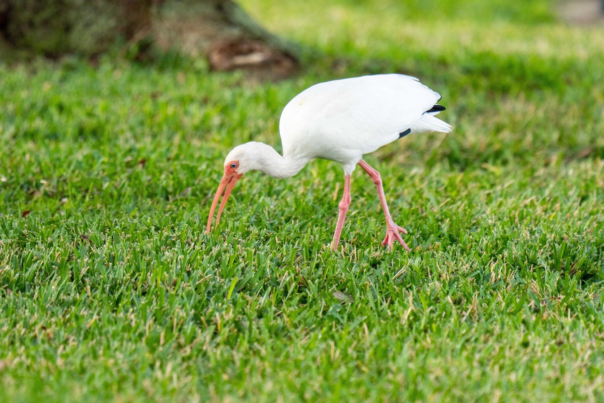 Corocoro Blanco - ML647729776