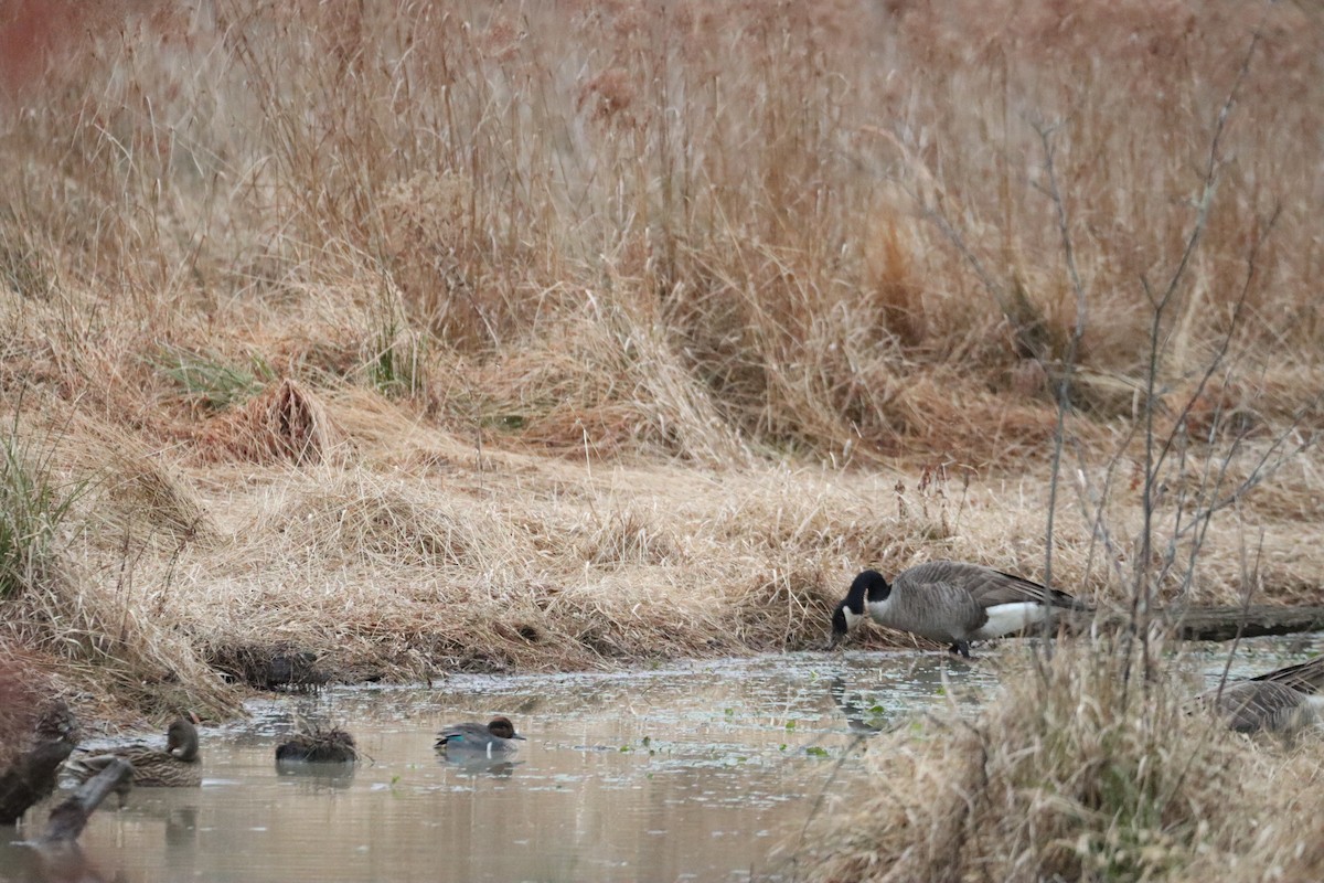 Green-winged Teal - ML647729780