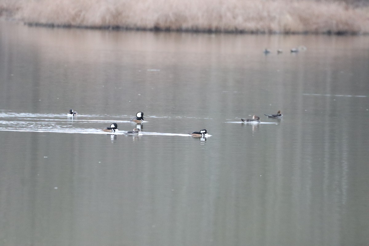 Hooded Merganser - ML647729797