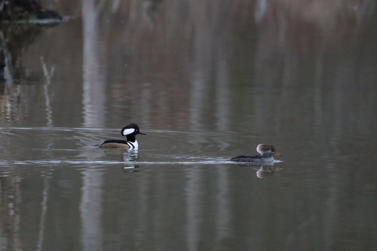 Hooded Merganser - ML647729798