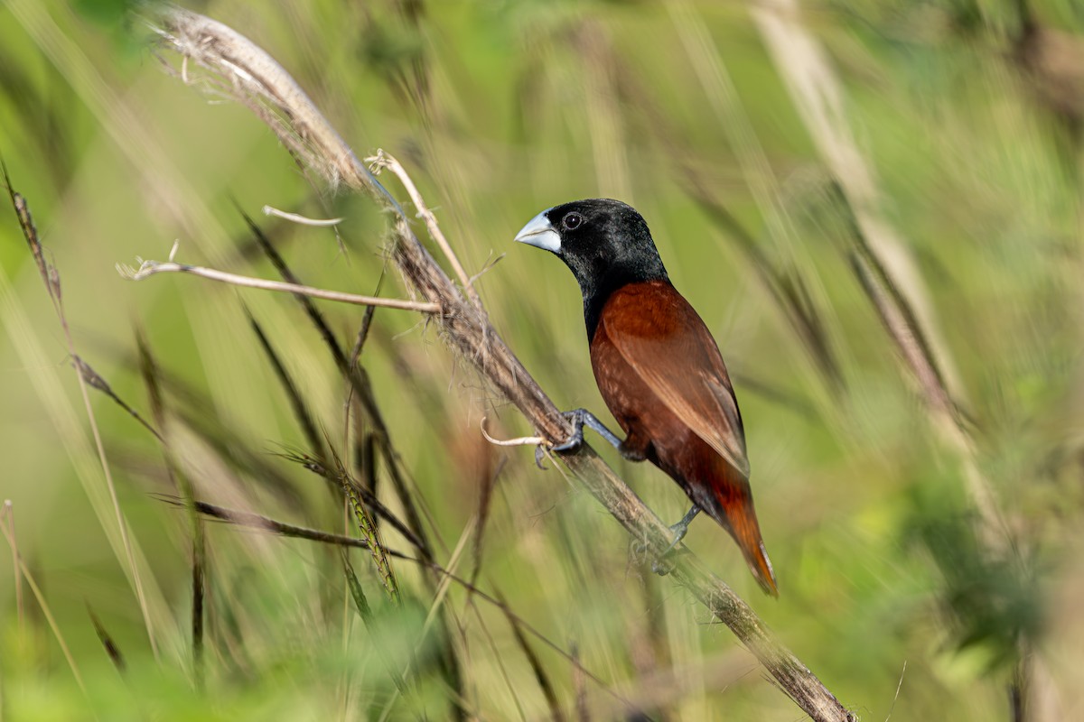 Capucin à tête noire - ML647729803