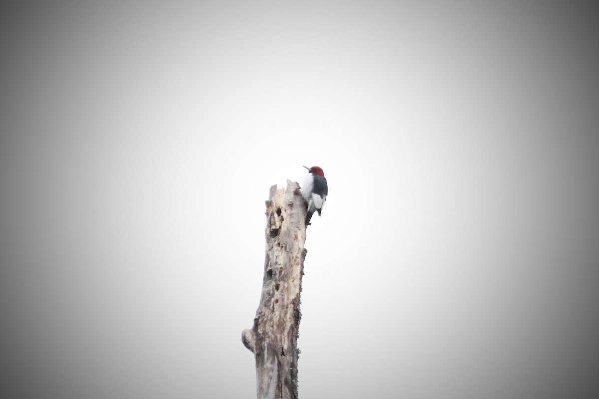 Red-headed Woodpecker - ML647729806
