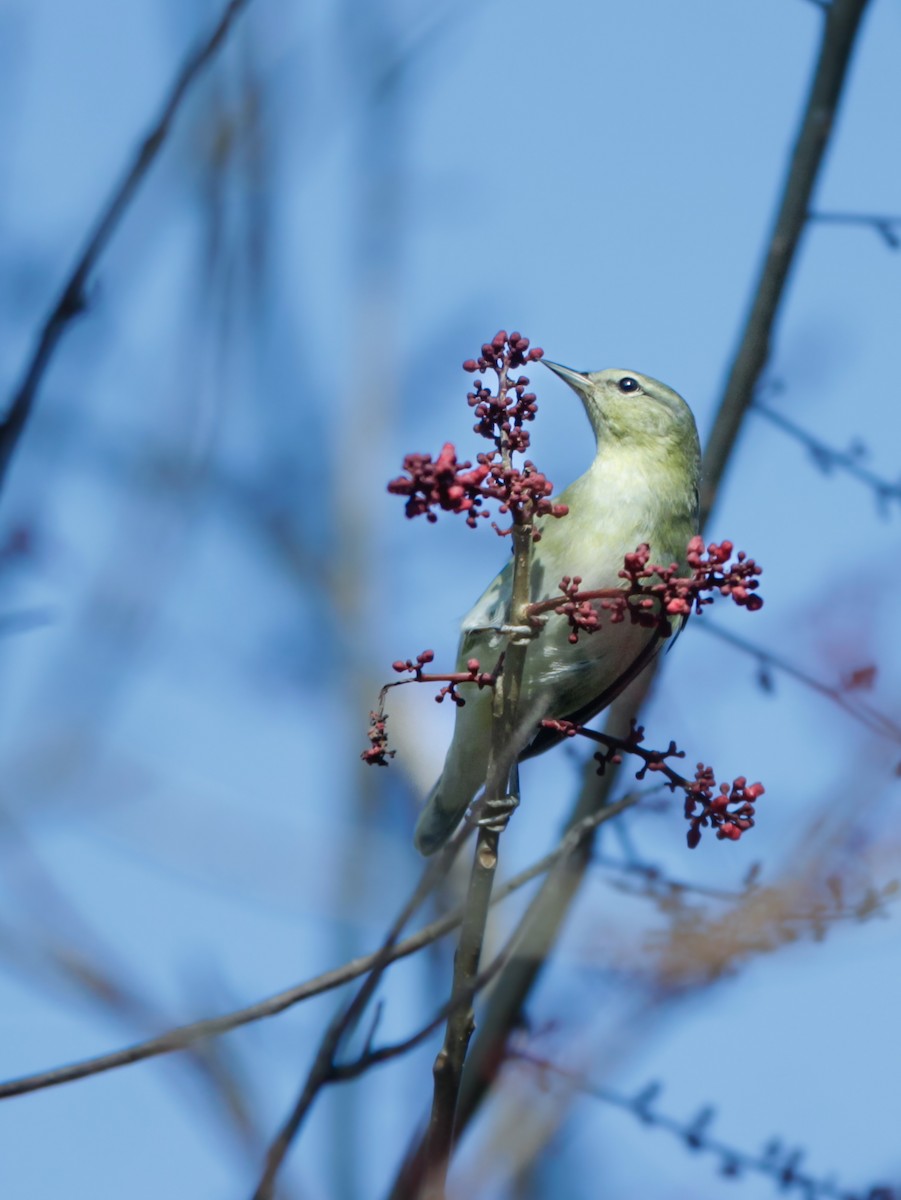 Tennessee Warbler - ML647729808