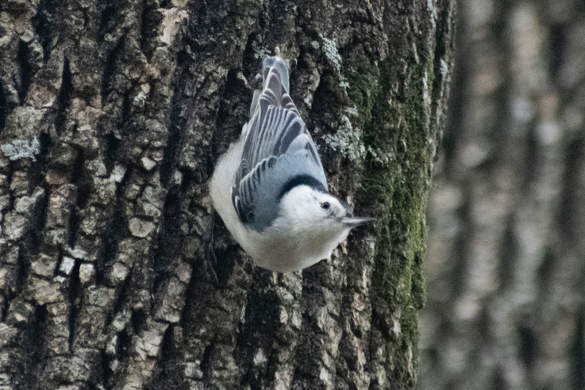 Sittelle à poitrine blanche - ML647729835