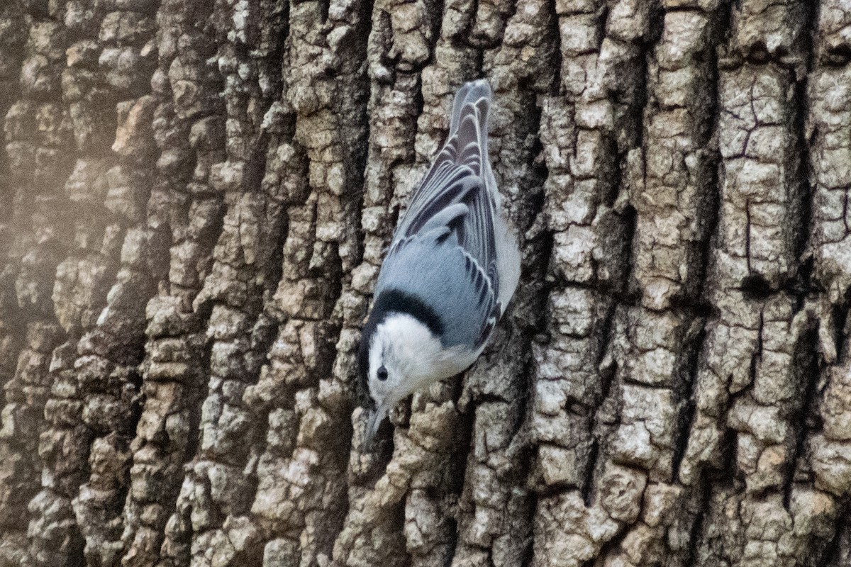 Sittelle à poitrine blanche - ML647729836