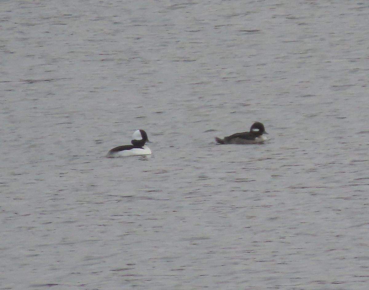 Bufflehead - ML647729848