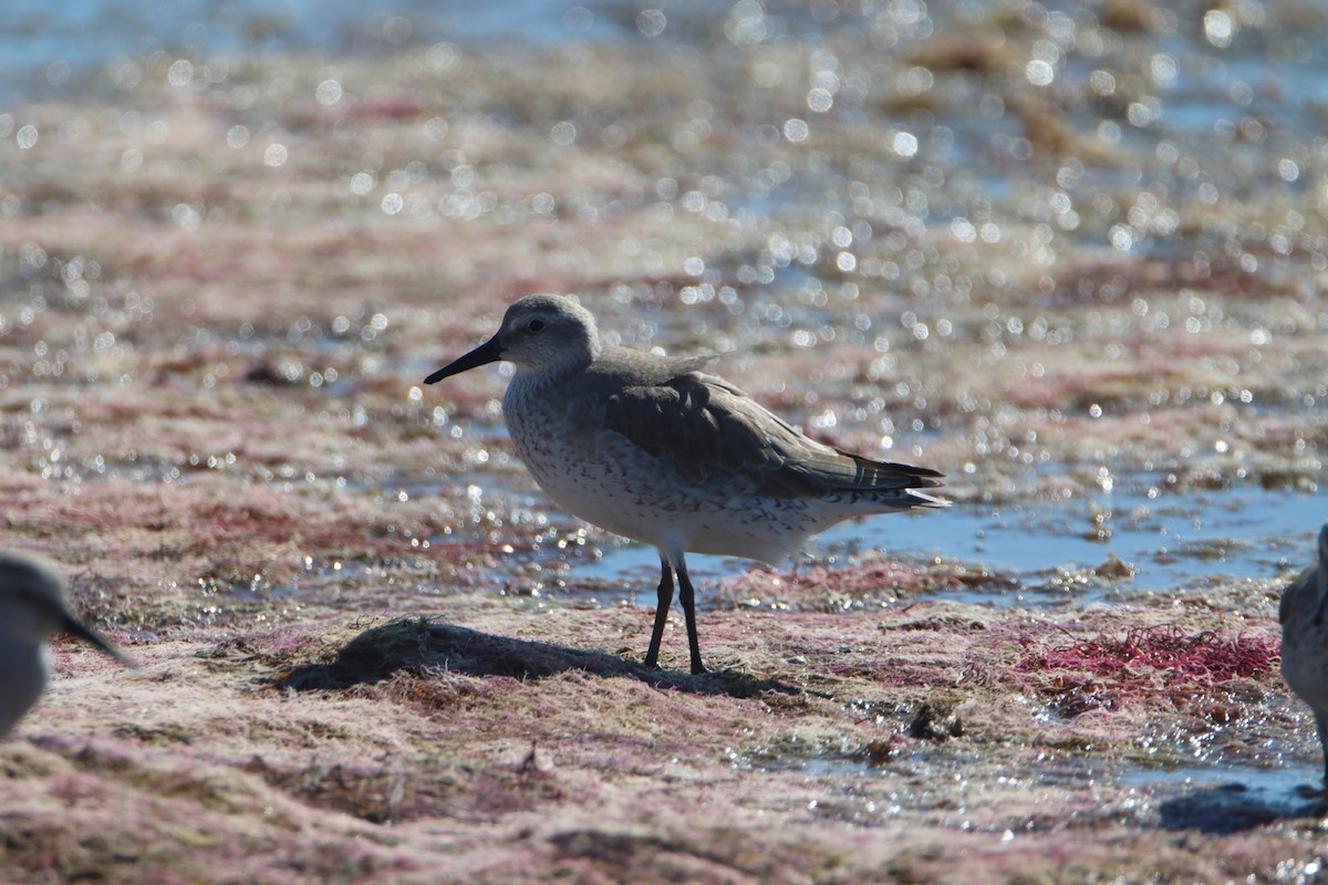Red Knot - ML647729859