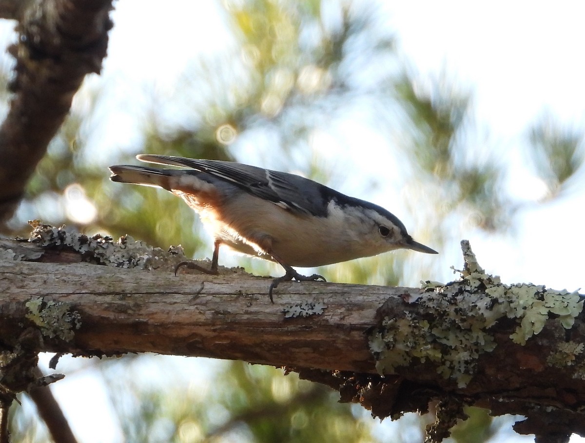 Sittelle à poitrine blanche - ML647729881