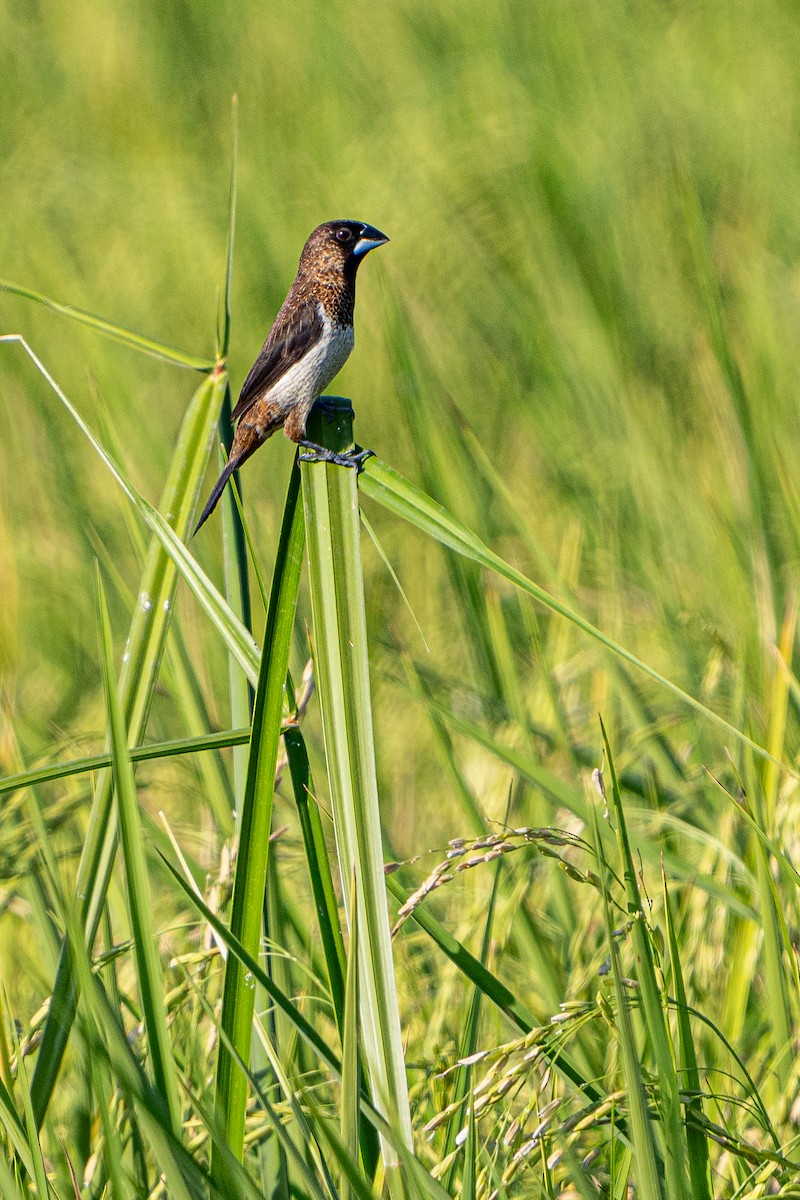 Beyaz Belli Munya - ML647729886