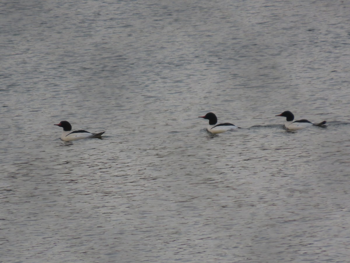 Common Merganser - ML647729891