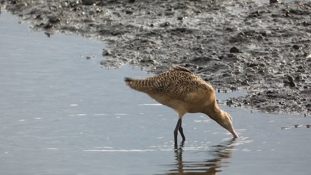 Грицик чорнохвостий - ML647729893