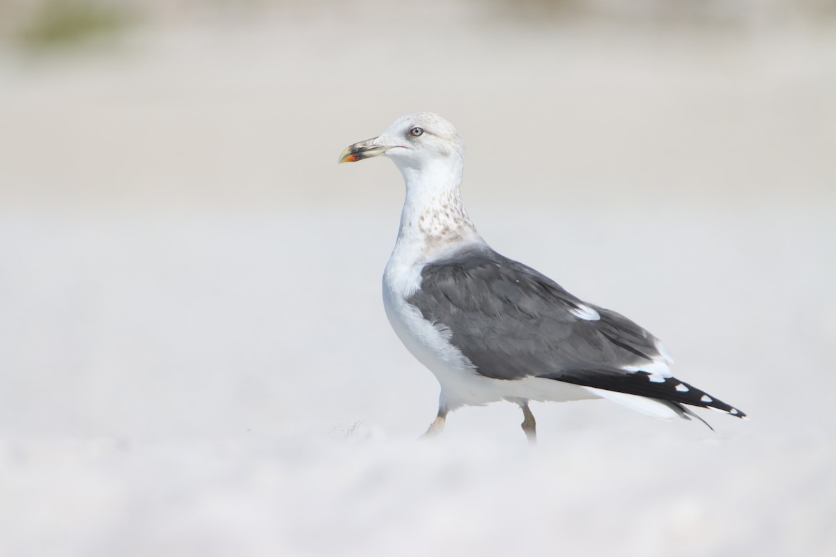 Gaviota Sombría - ML647729897