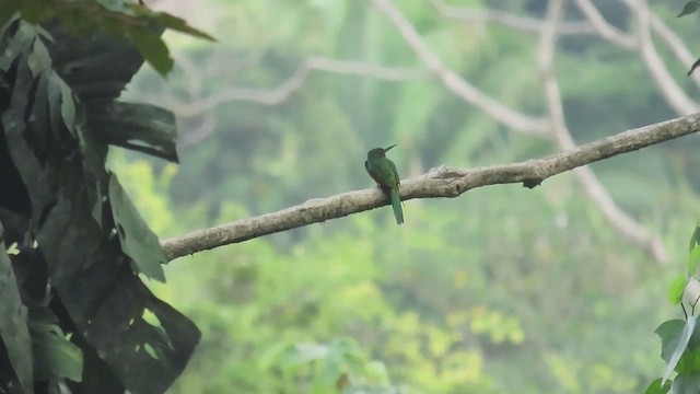 Якамара рудохвоста - ML647729908