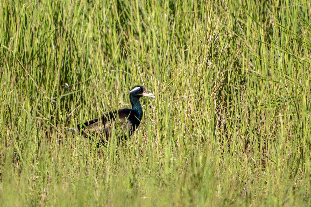 Bronze-winged Jacana - ML647729913