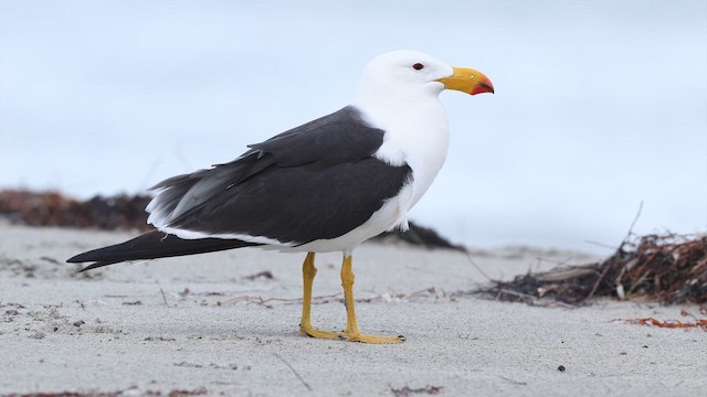 Мартин товстодзьобий - ML647729916