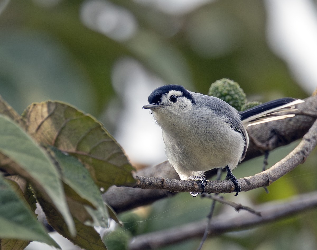 White-browed Gnatcatcher - ML647729917