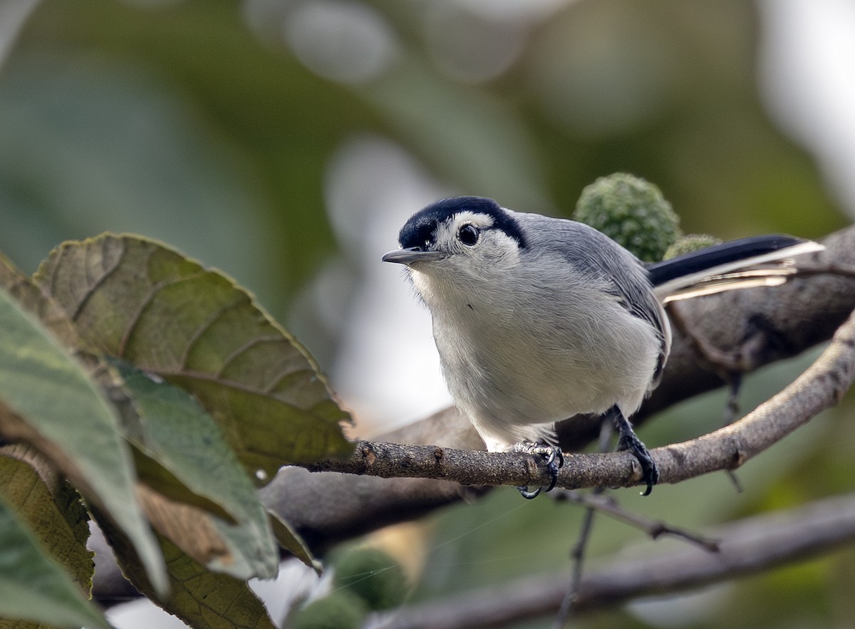 White-browed Gnatcatcher - ML647729923
