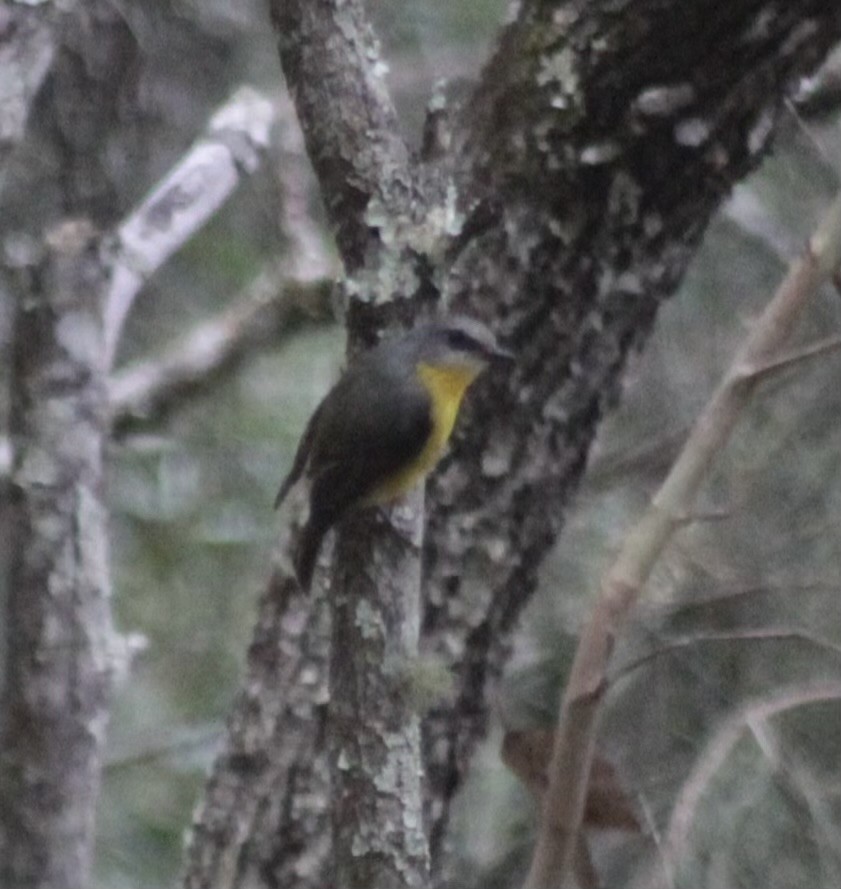 lejsčík žlutý - ML647729931