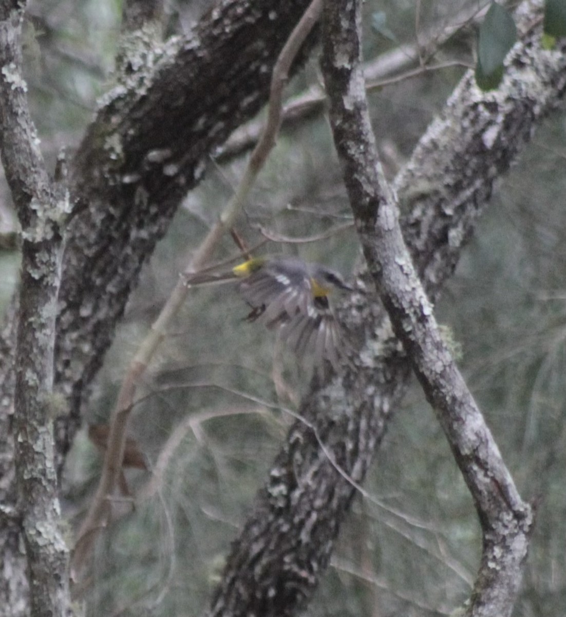 lejsčík žlutý - ML647729932