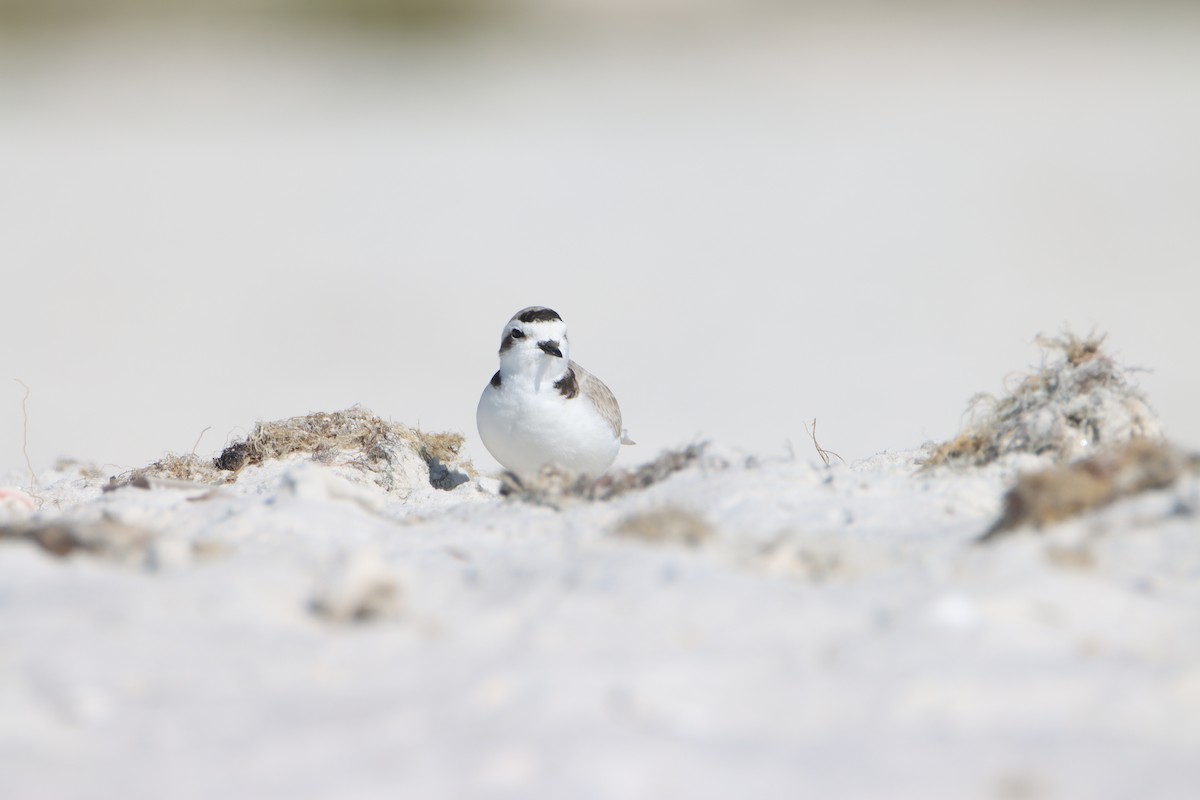 Snowy Plover - ML647729950